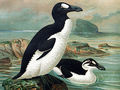 Wizerunek alk wielkich w upierzeniu letnim i zimowym. Ryc. John Gerrard Keulemans (1842–1912), źródło: https://commons.wikimedia.org/wiki/File:Keulemans-GreatAuk.jpg, dostęp: 02.11.2015